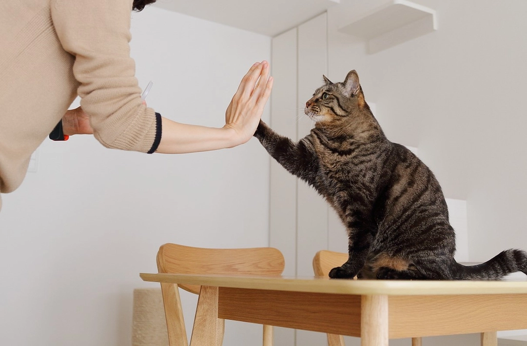 目標金額の65％に到達、支援者様50名！