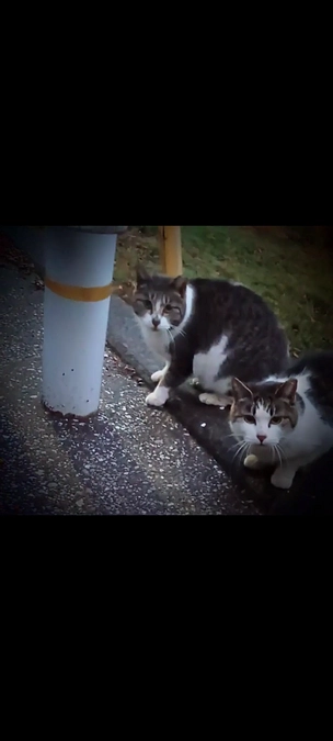 残り１０時間となりました…。感激しております。😭😿