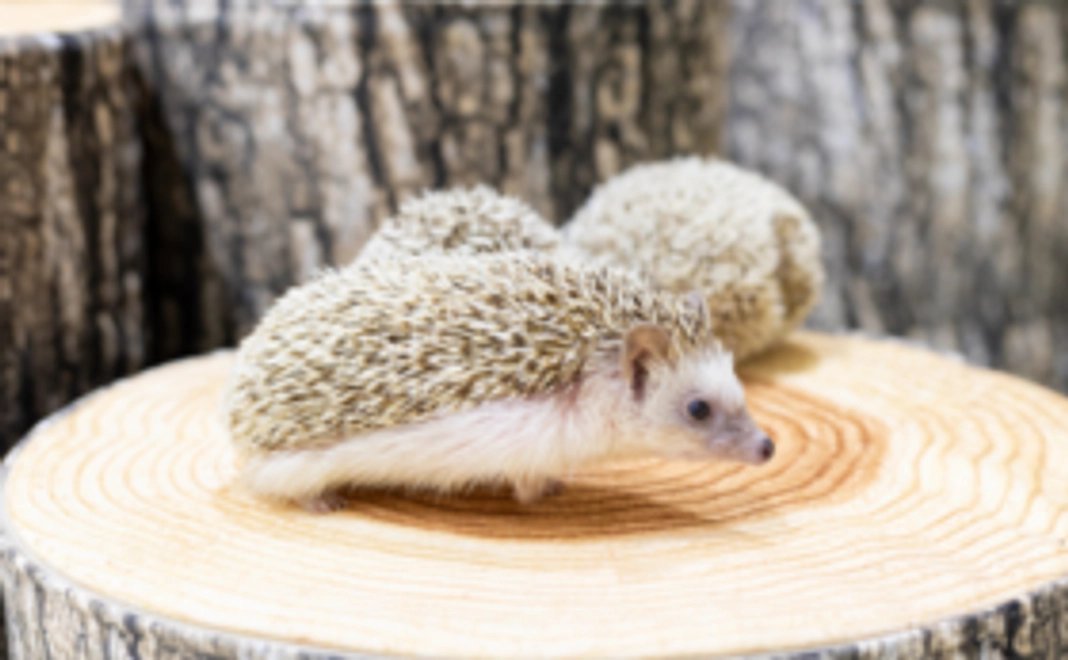 オリジナルポストカードで応援!