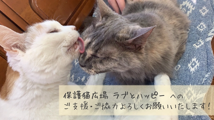 猫の保護活動継続に向けたご支援・ご協力をお願いいたします!