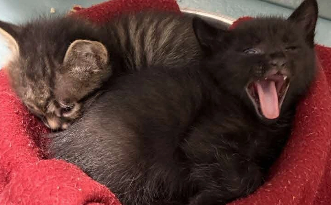 5,000円寄附コース