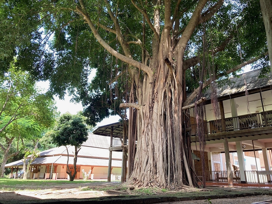 ガジュマルと空と　Sky and the Banyan tree