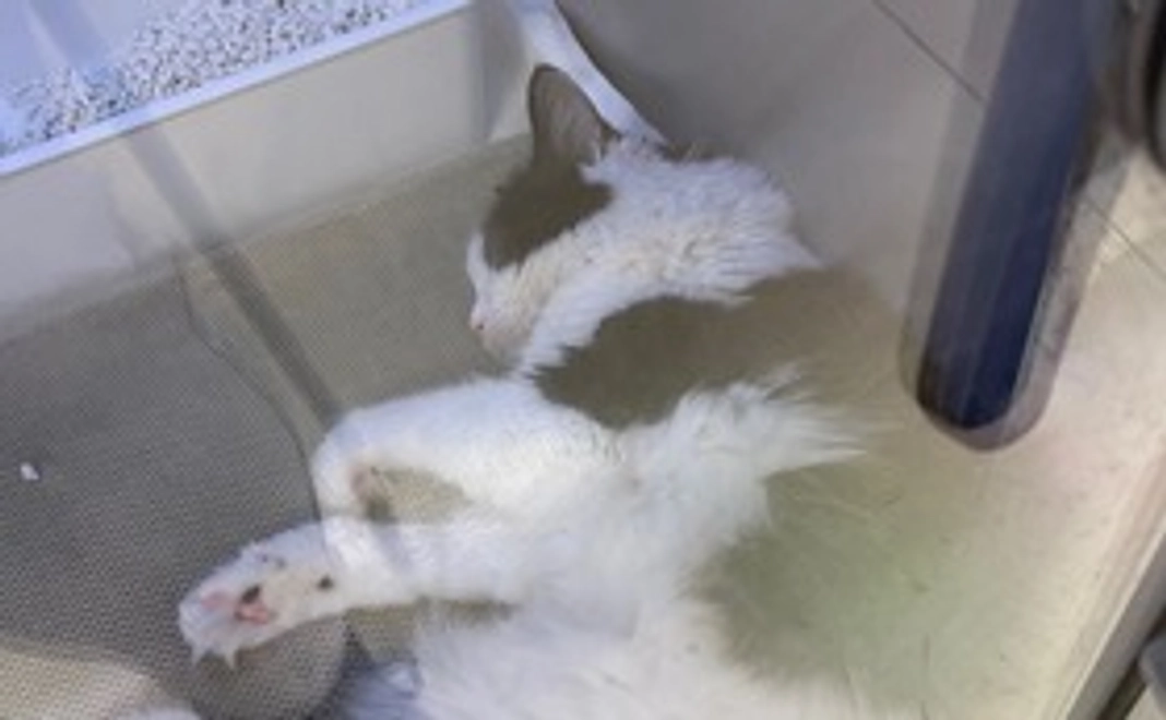 おうえん、ひーちゃん