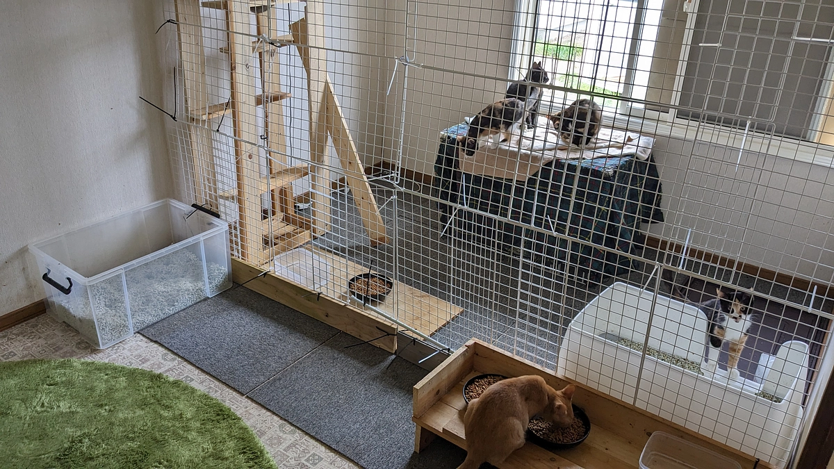 オス猫たちに発情がきました💦