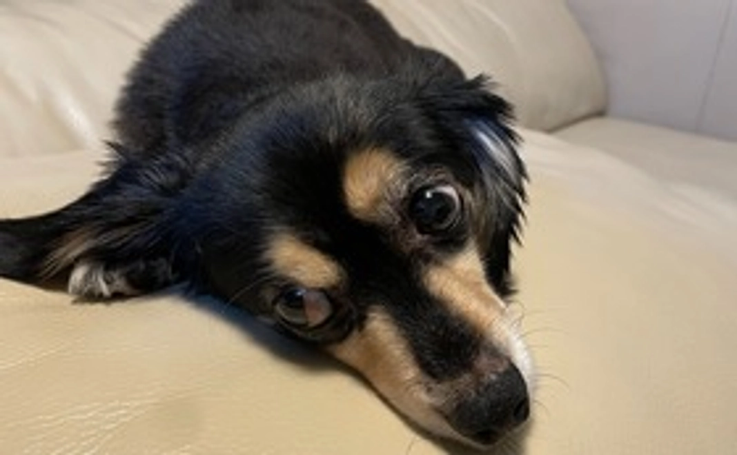 キャンティに元気を!②