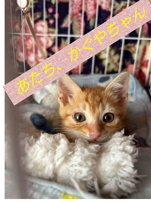 白血ウイルスと戦ってる、かぐやちゃん