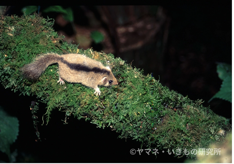 【📚読みものご紹介】ヤマネに会いたくなる—寄稿記事が公開されました
