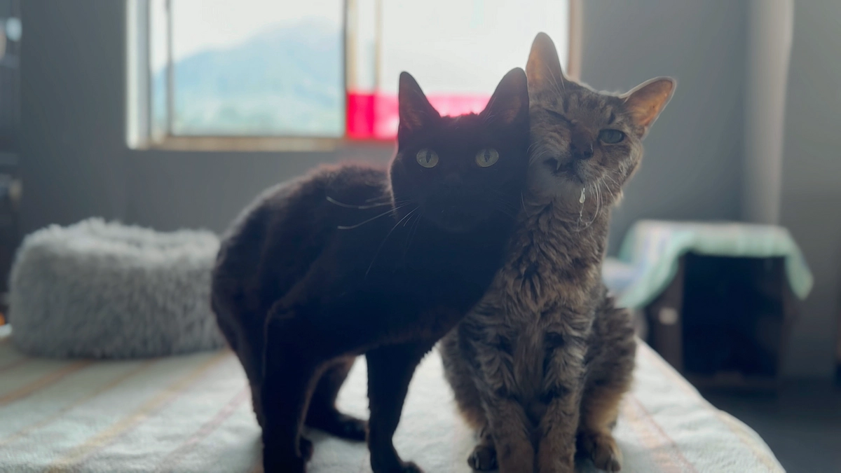 自分にできないことを、他の子にはしてあげようとするシニア猫