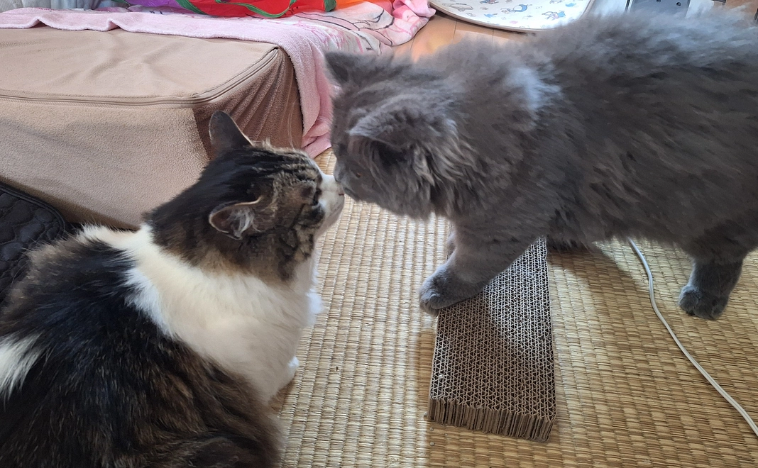 ポンちゃん明日のために2