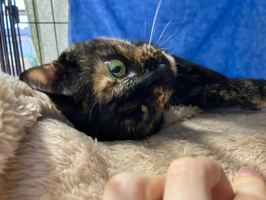 【残り３日】２０年後の未来