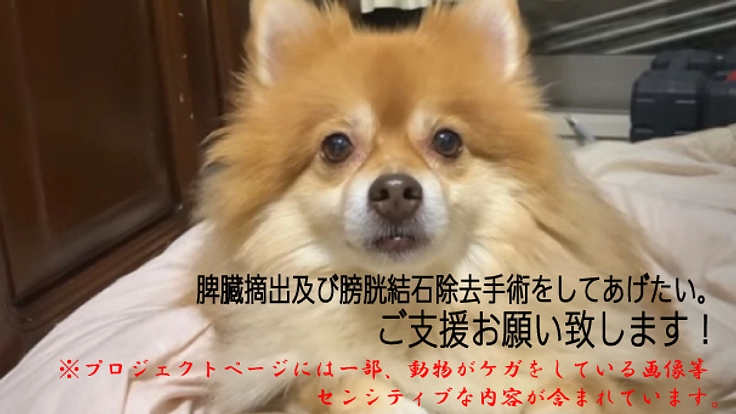 脾臓摘出及び膀胱にある結石除去手術をしてあげたい。