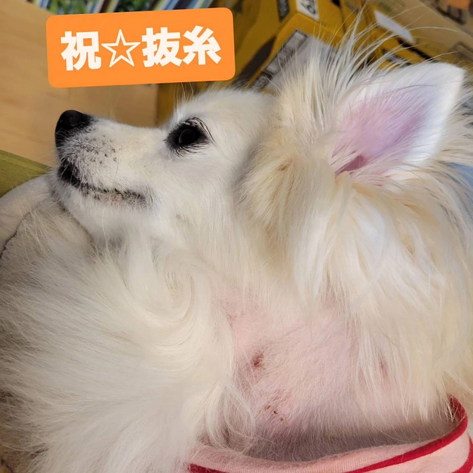 【退院から１週間】術後の抜糸✂