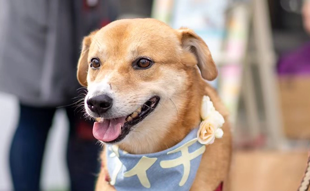 毎月10000円コース