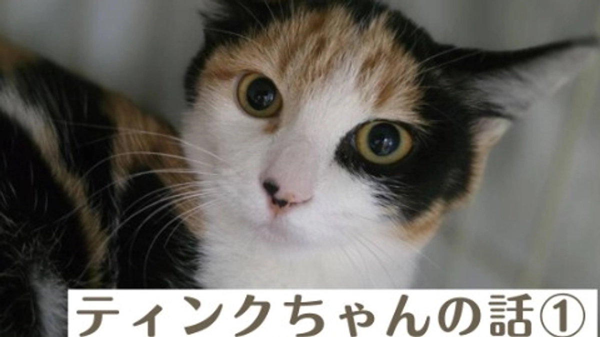 ティンクちゃんがＦＩＰと判明するまでを公開しました