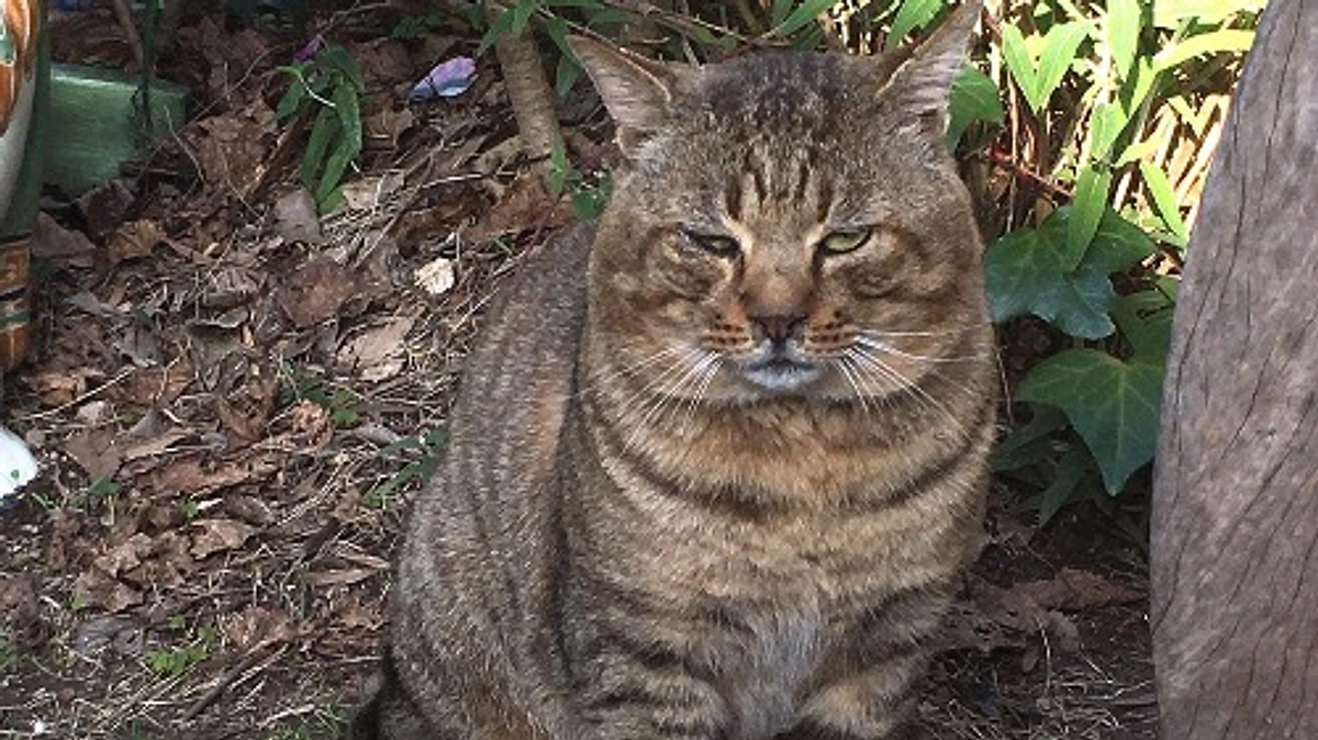 【25日までに目指せ200万円！】咳き込んでいる外猫がいる。