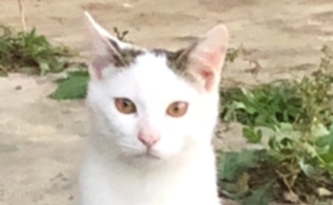 ３０００円　ご支援を全額オープン費用に！