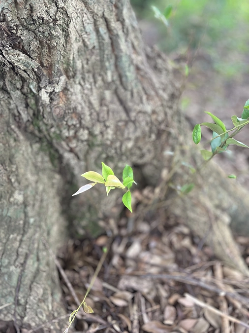 リターン発送しました