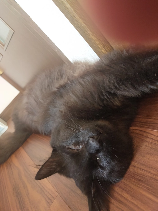 現在のシェルターの猫