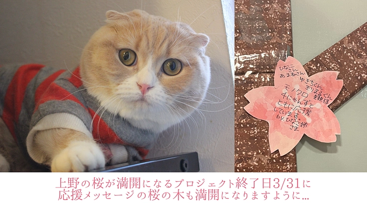 猫まるカフェ│保護猫と新しい家族の幸せの架け橋となり続けるために 3枚目