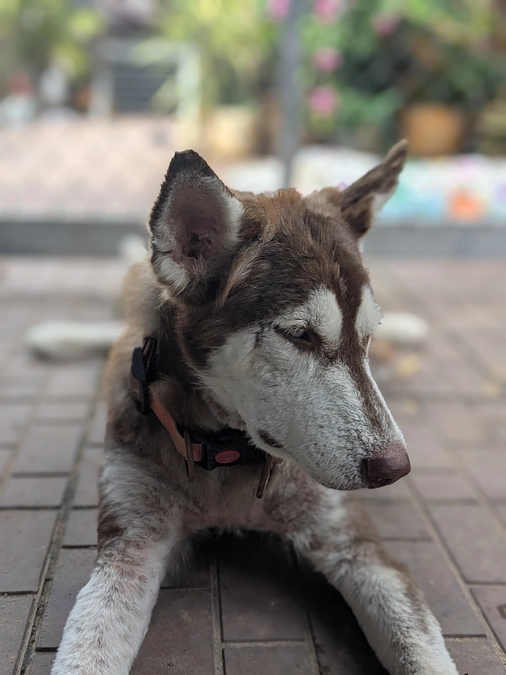 ハスキー犬のハニー、毛がもっと生え揃いよりゴージャスに!