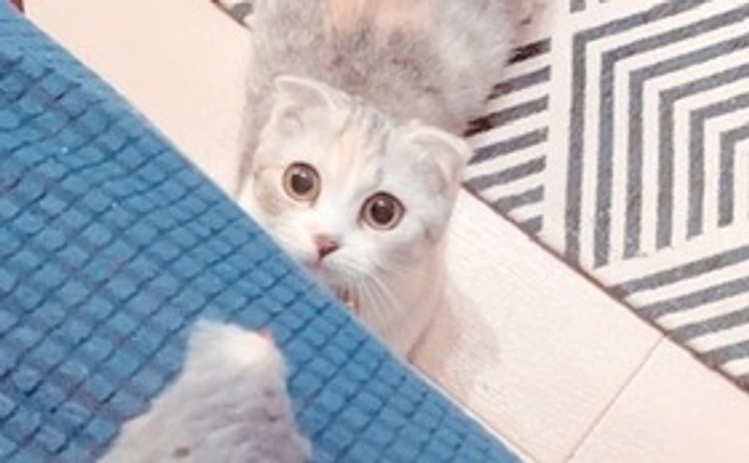 (リターン不要)感謝のメール、ぐりの画像2枚