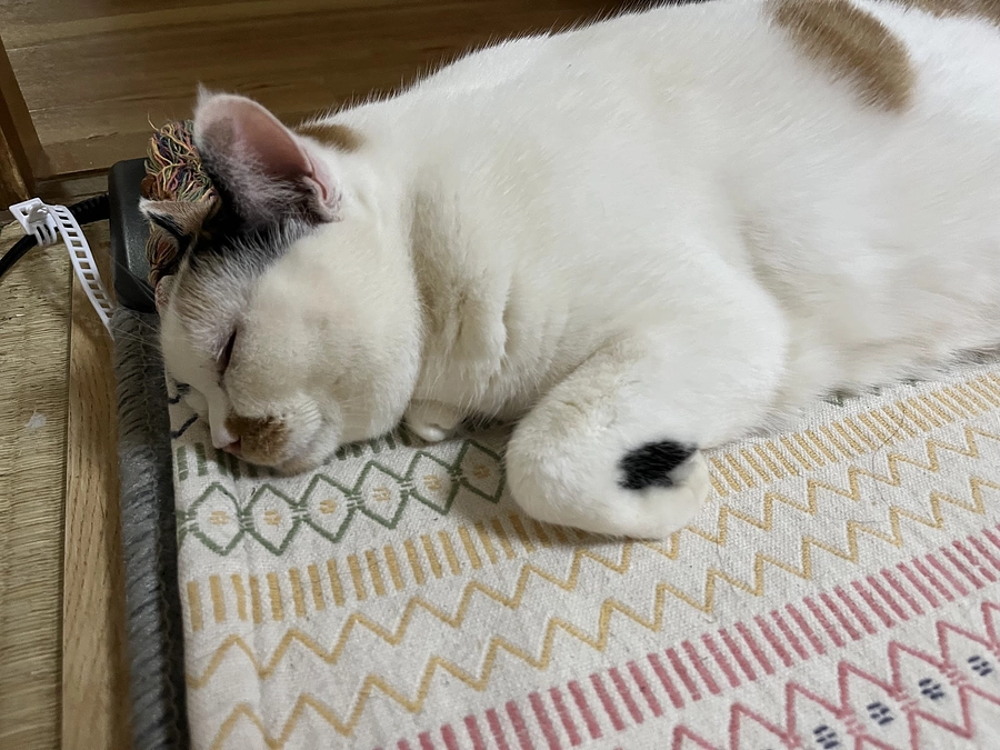 2023年度収支報告（保護猫応援ファーム）