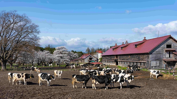 農業近代化の歴史を伝える重要文化財|小岩井農場の建築遺産を未来へ 2枚目