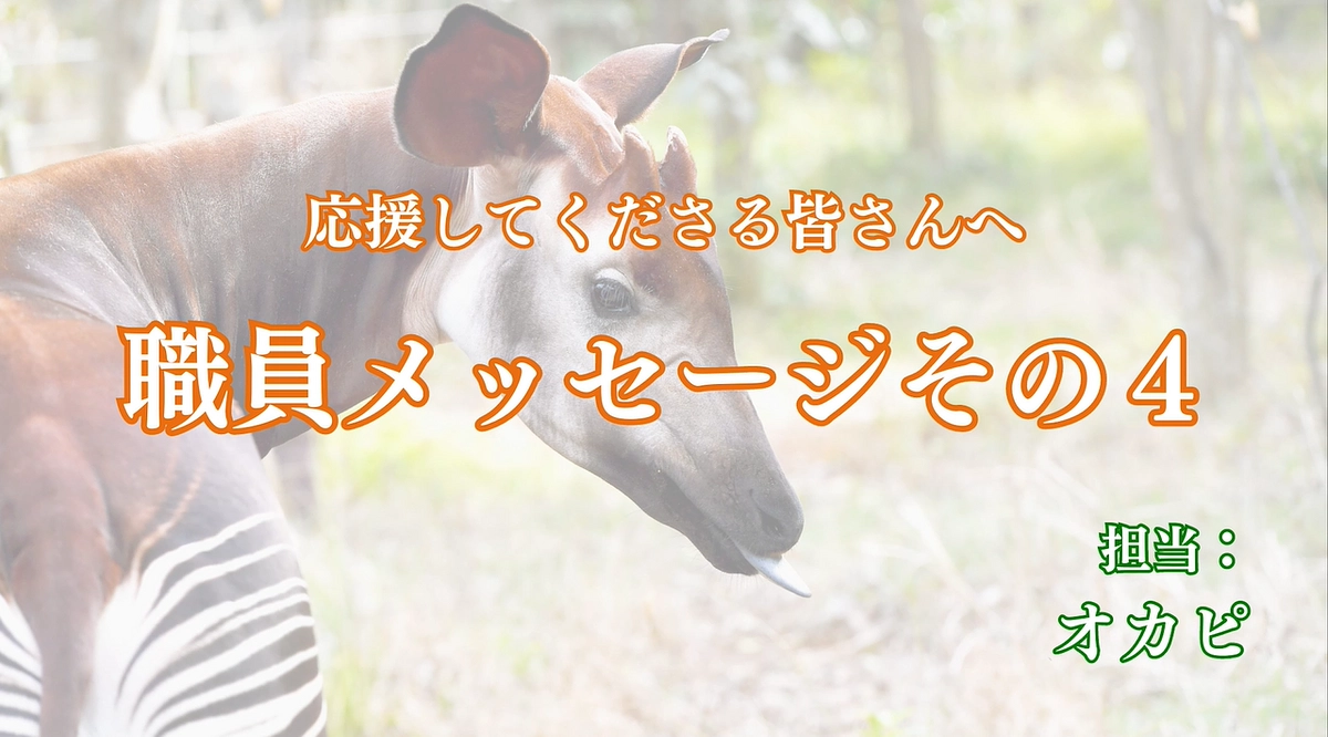 職員からみなさまへ　～オカピ担当からのメッセージ～