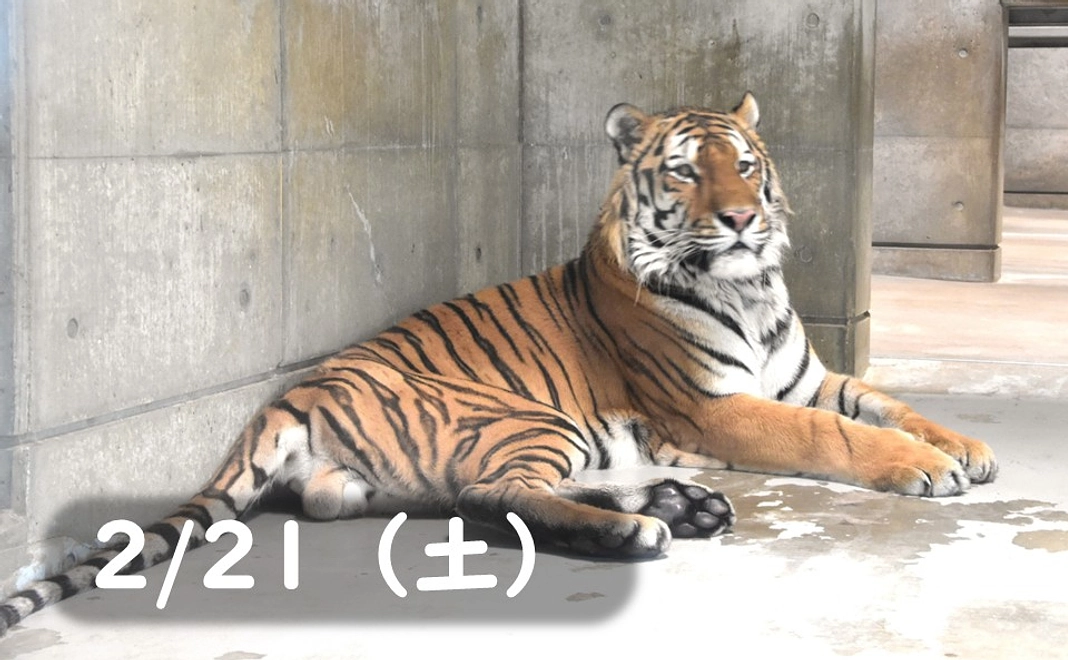 【2/21(土)】トラの飼育員体験