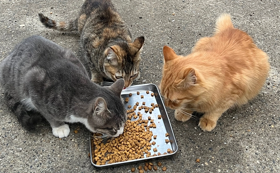 応援コース10,000円　保護猫缶バッチ等のグッズ送付