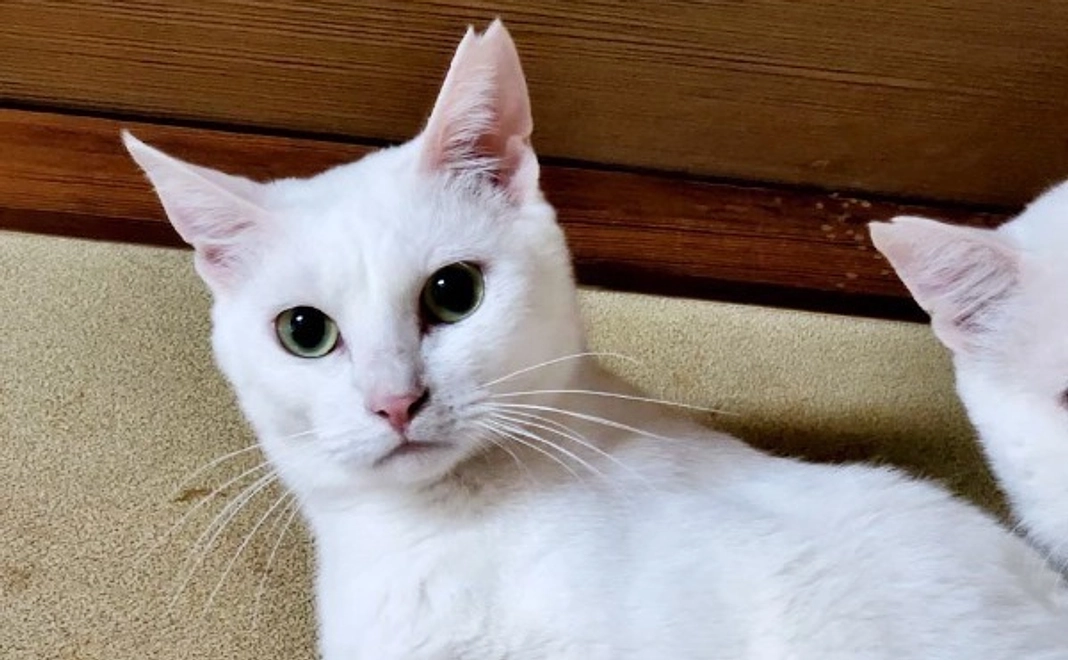 HPにお名前掲示コース