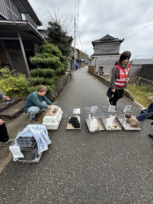 瓦礫の中で生き抜いた小さな命—被災地の猫たちと、私たちの願い