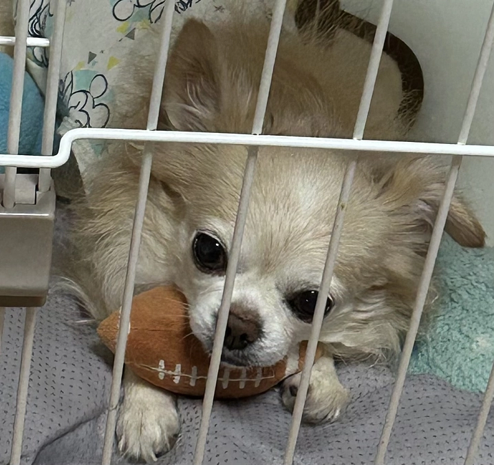 クラウドファンディング残り3日となりました💦