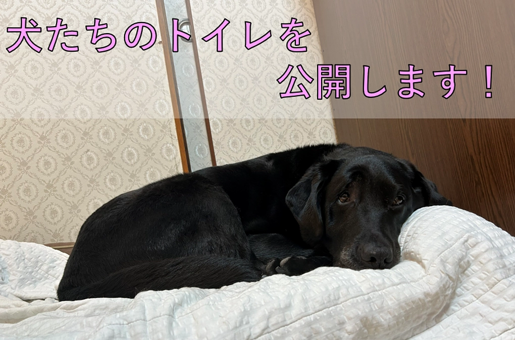 大阪事務所の様子　犬のトイレ編