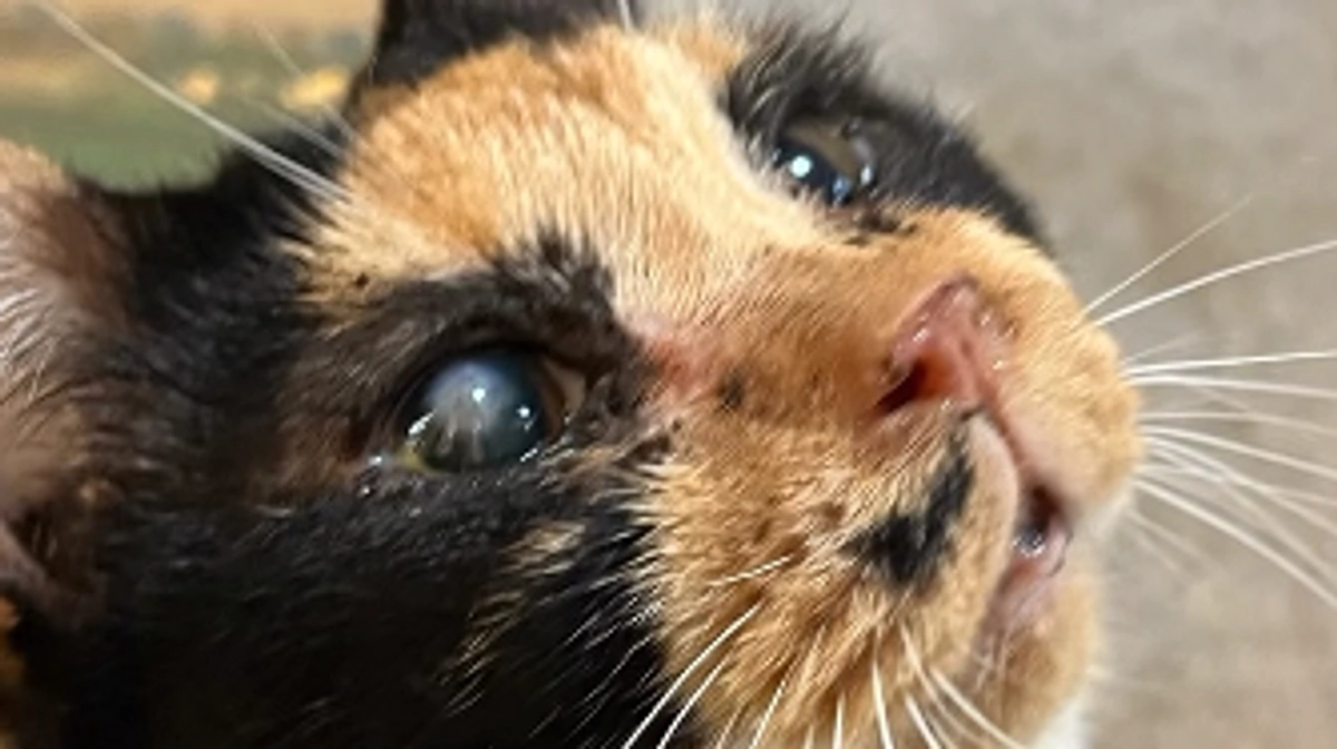 チームZERO猫たちの応援動画です