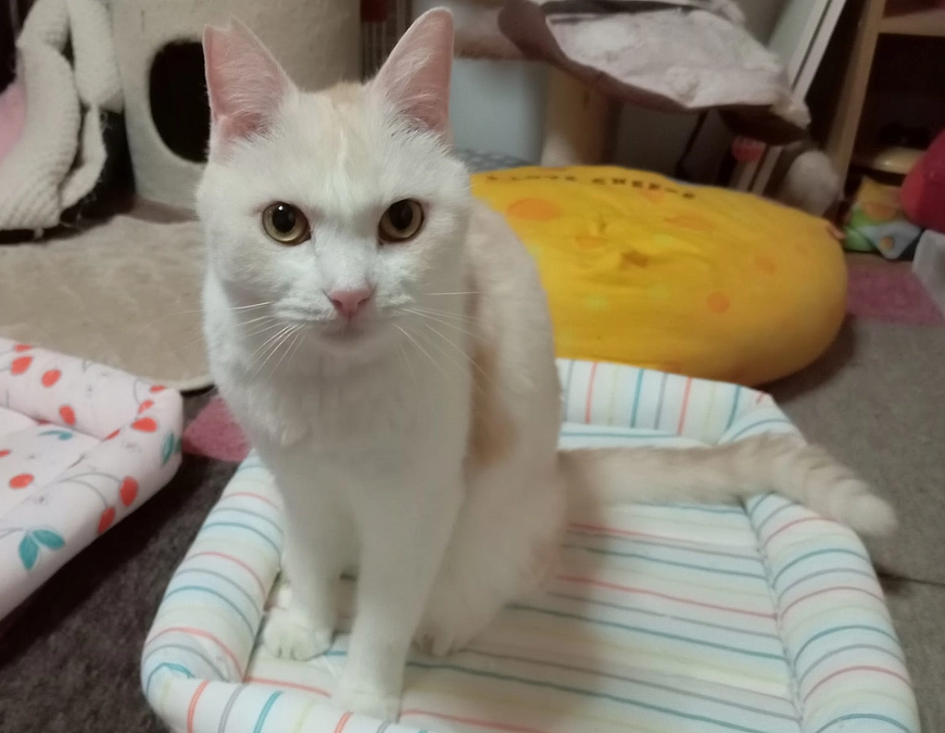 18歳の「鯛ちゃん」が天国支店に移籍しました。