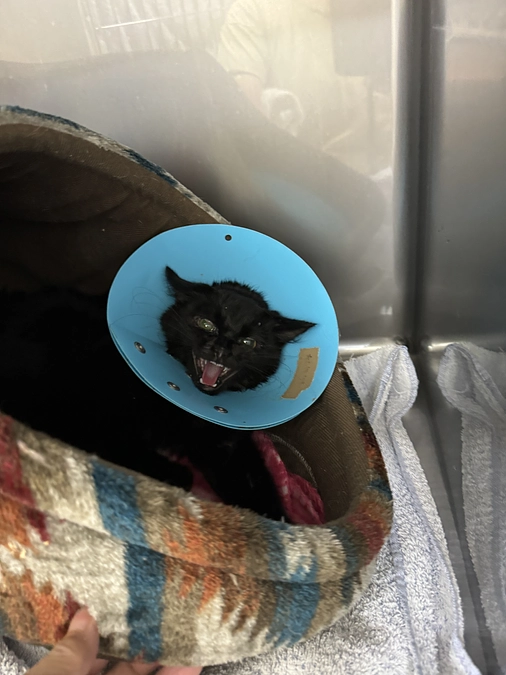 最強子猫でも私たちは保護を諦めません。