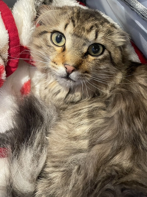 投薬再開31日目、定期検診の結果とうとうカビのお薬ストップ👏