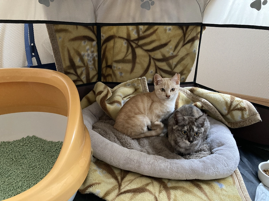 チップとデールがトライアルへ出発