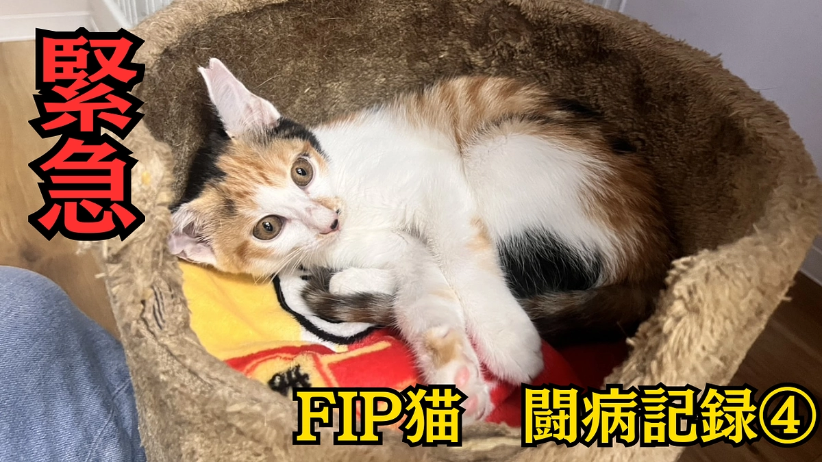 FIP （猫伝染性腹膜炎）治療記録④