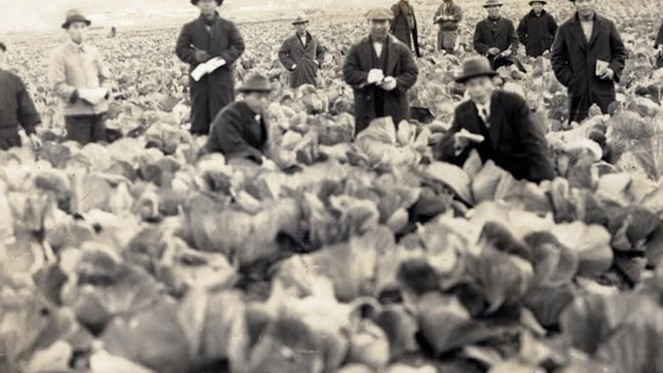 広甘藍（キャベツ）の歴史を正しく子どもたちに伝えたい！