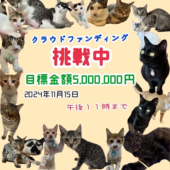 猫カフェねこてまりクラファンがスタートしました！！　店長より改めてご挨拶