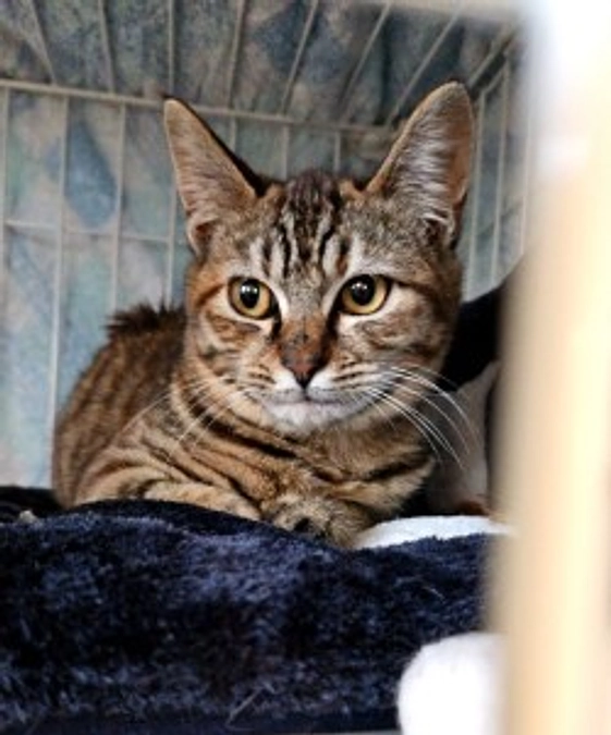 保護猫シェルター　ラブアンドハンド　新入りにゃんこ