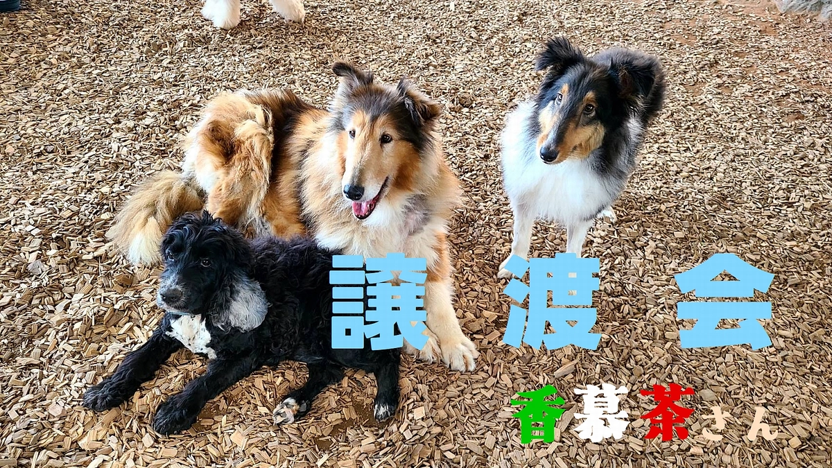 初めての譲渡会を開催しました