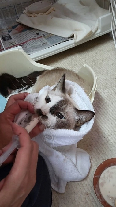 【活動報告】シェルター近況