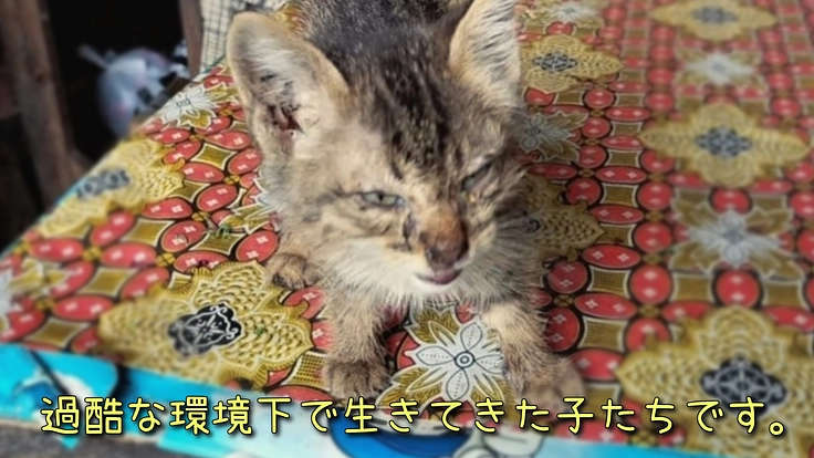 過酷な環境下で生きてきた子たちです。保護を継続させて下さい!!