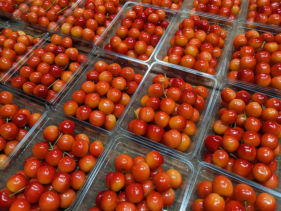 【リターン第一弾】佐藤錦の発送を開始しています！