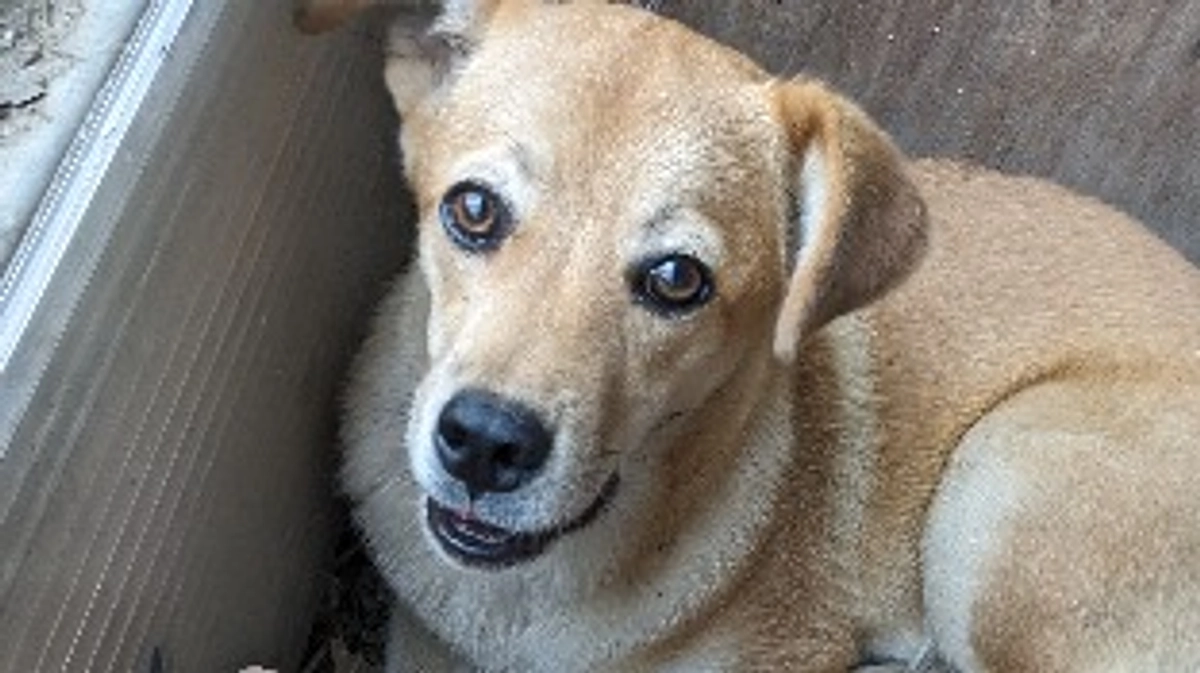 里親さまがお迎えに来てくださいました！