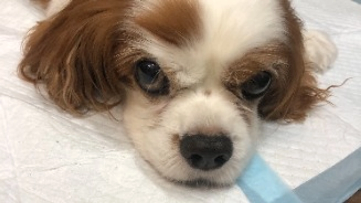 術後8日目、点滴を卒業しました