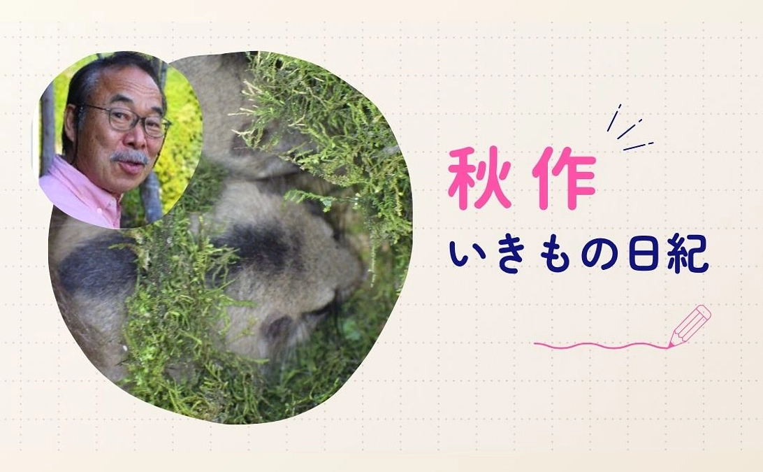秋作 いきもの日紀 No.3　～八ヶ岳山麓 ヤマネ棲む森～